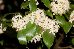 Phaleria chermsideana