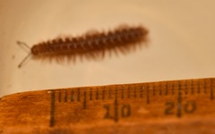 Polydesmus coriaceus