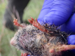 Microtus ochrogaster