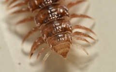 Polydesmus coriaceus