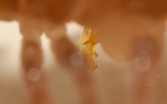 Polydesmus coriaceus