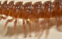 Polydesmus coriaceus