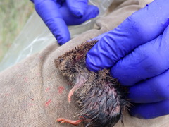 Microtus ochrogaster