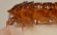 Polydesmus coriaceus