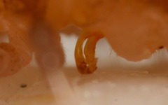 Polydesmus coriaceus