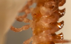 Polydesmus coriaceus