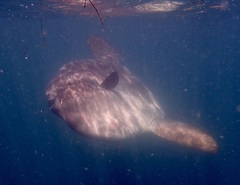 Mola alexandrini