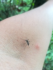 Aedes sierrensis
