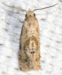 Platphalonidia felix