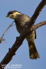 Gavicalis fasciogularis