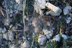 Atractylis cancellata