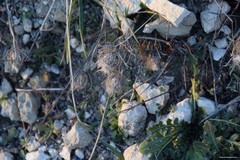 Atractylis cancellata