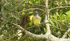 Leptopogon superciliaris