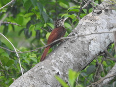Dendroplex picus
