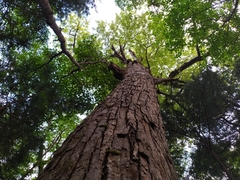 Populus maximowiczii