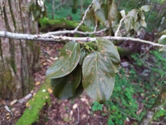 Populus maximowiczii