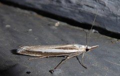 Orocrambus vittellus
