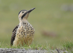 Andean Flicker photo 3