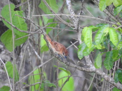 Pachyramphus