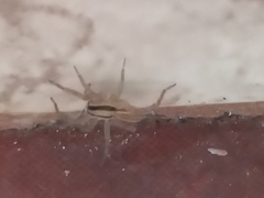 Hogna bivittata