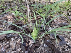 Typhonium russell-smithii