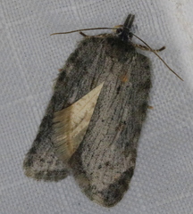 Acleris maximana