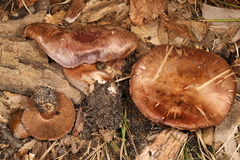 Phlegmacium caesiocolor