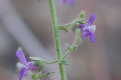 Sairocarpus pusillus