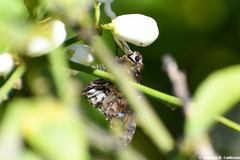 Codatractus arizonensis