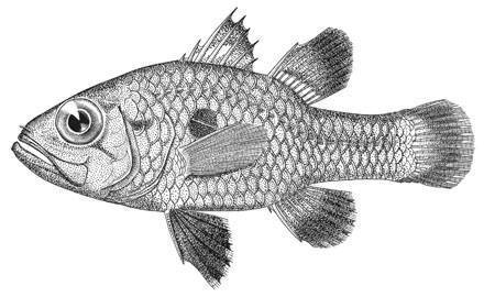Onespot Cardinalfish
