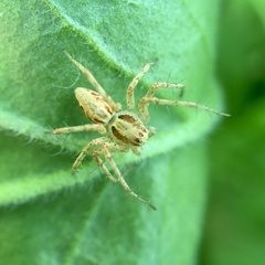 Oxyopes punctatus