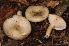 Lactarius cinereus