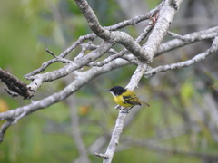 Todirostrum nigriceps