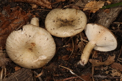 Lactarius cinereus