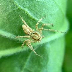 Oxyopes punctatus