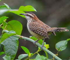 Rufous-Naped Wren photo 3