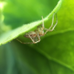 Oxyopes punctatus
