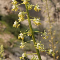 Reseda lanceolata lanceolata
