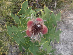 Banksia baxteri