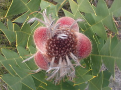 Banksia baxteri