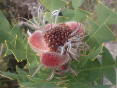 Banksia baxteri