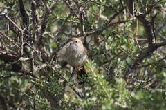 Ochetorhynchus phoenicurus