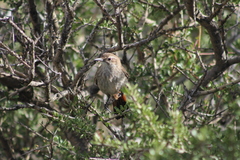 Ochetorhynchus phoenicurus