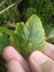 Baeodromus eupatorii