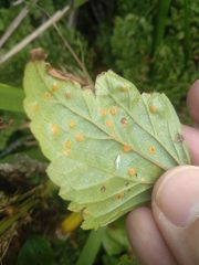 Baeodromus eupatorii