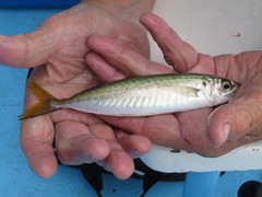 Decapterus punctatus