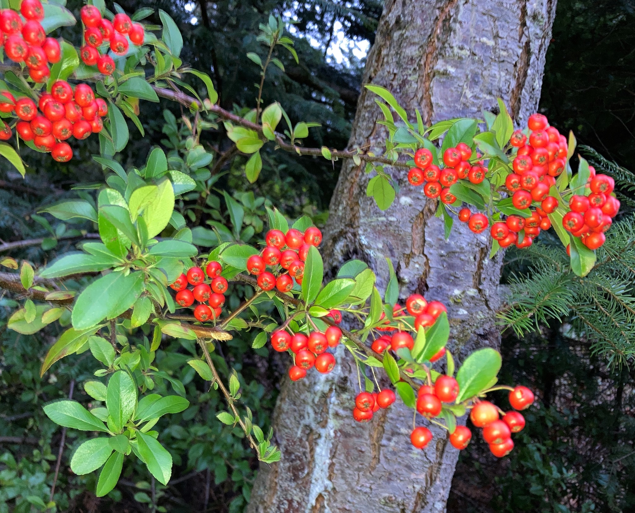 Can Dogs Eat Pyracantha Berries