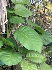 Epipremnum