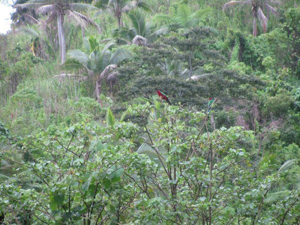 Crimson Shining Parrot (Prosopeia splendens), photo 4