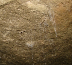 Arachnocampa luminosa